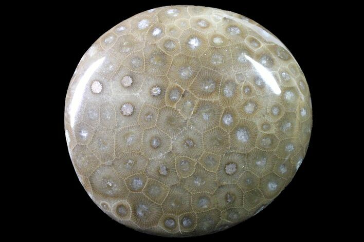 Polished Petoskey Stone (Fossil Coral) - Michigan #162061